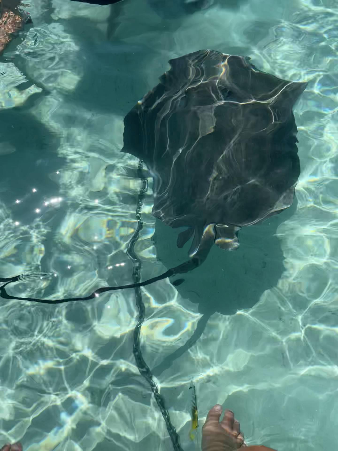 TikTok video: a close encounter with a ray in Maupiti's lagoon